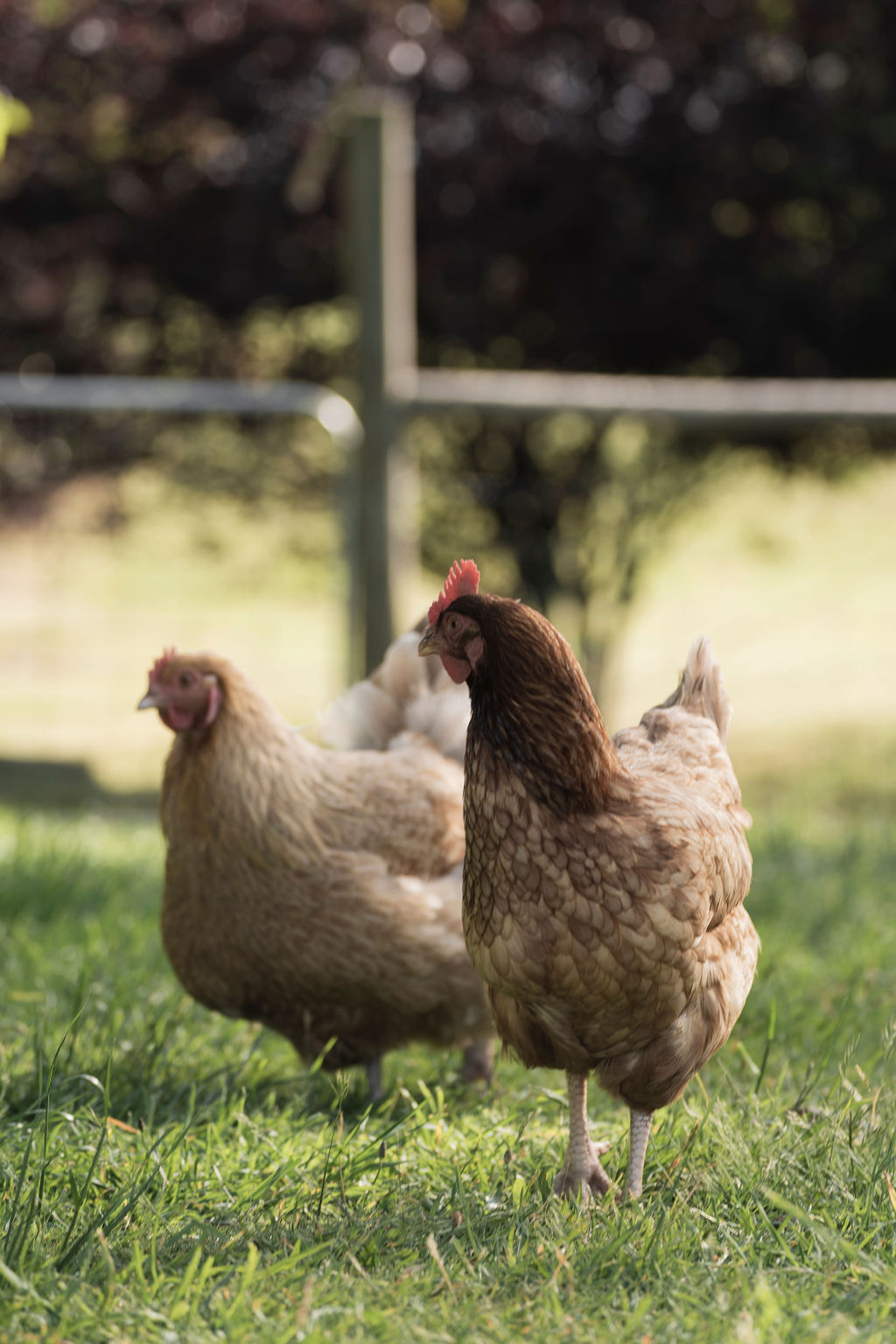 Free-range chickens on the grass at Whispering Woods