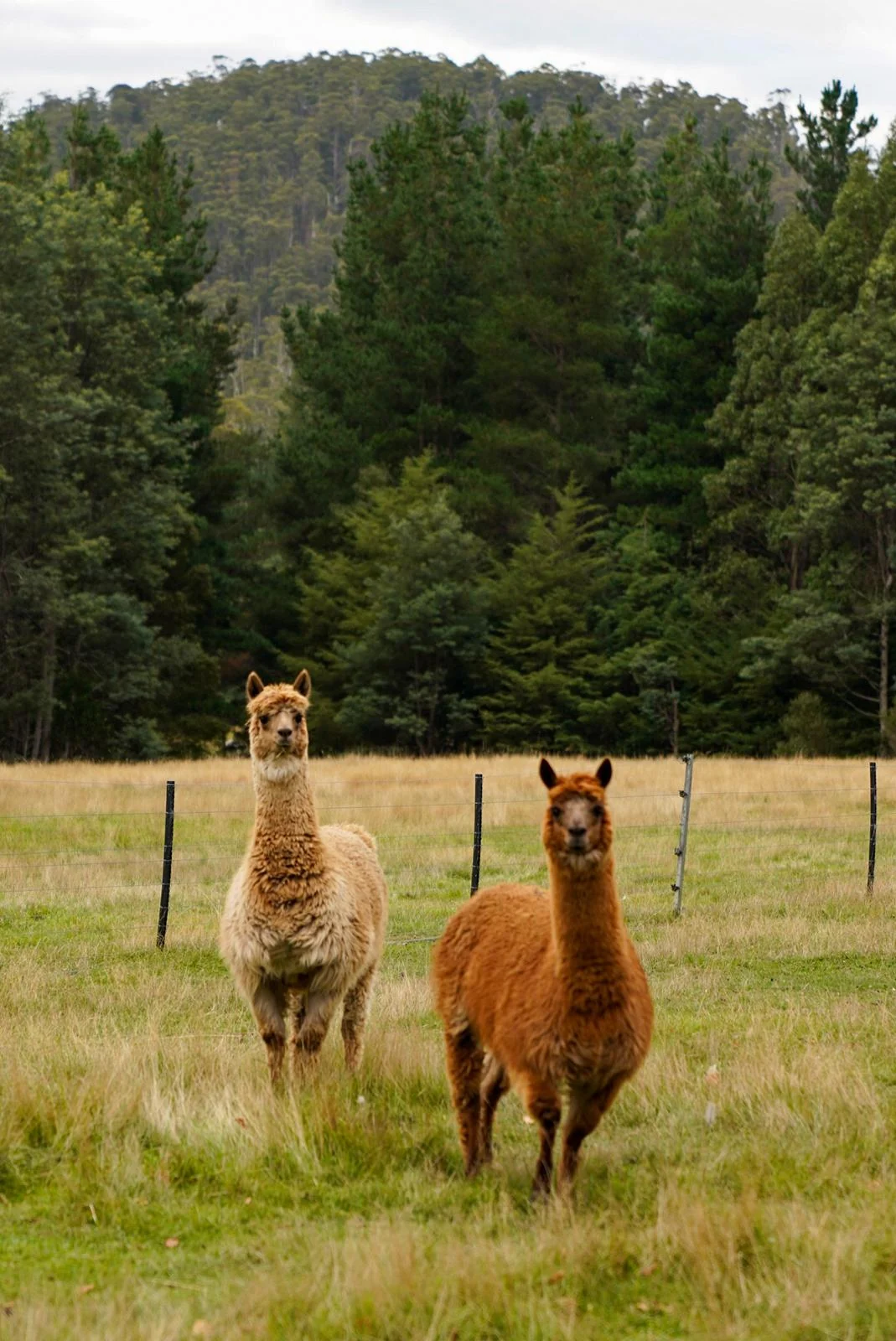Two alpacas standing among the trees at Whispering Woods