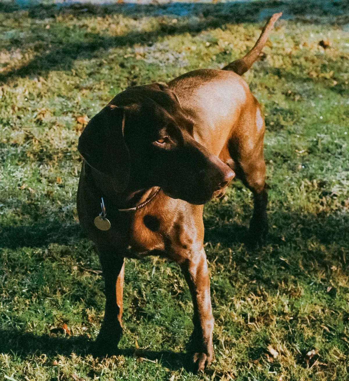 Mimi the dog standing in the afternoon light at Whispering Woods