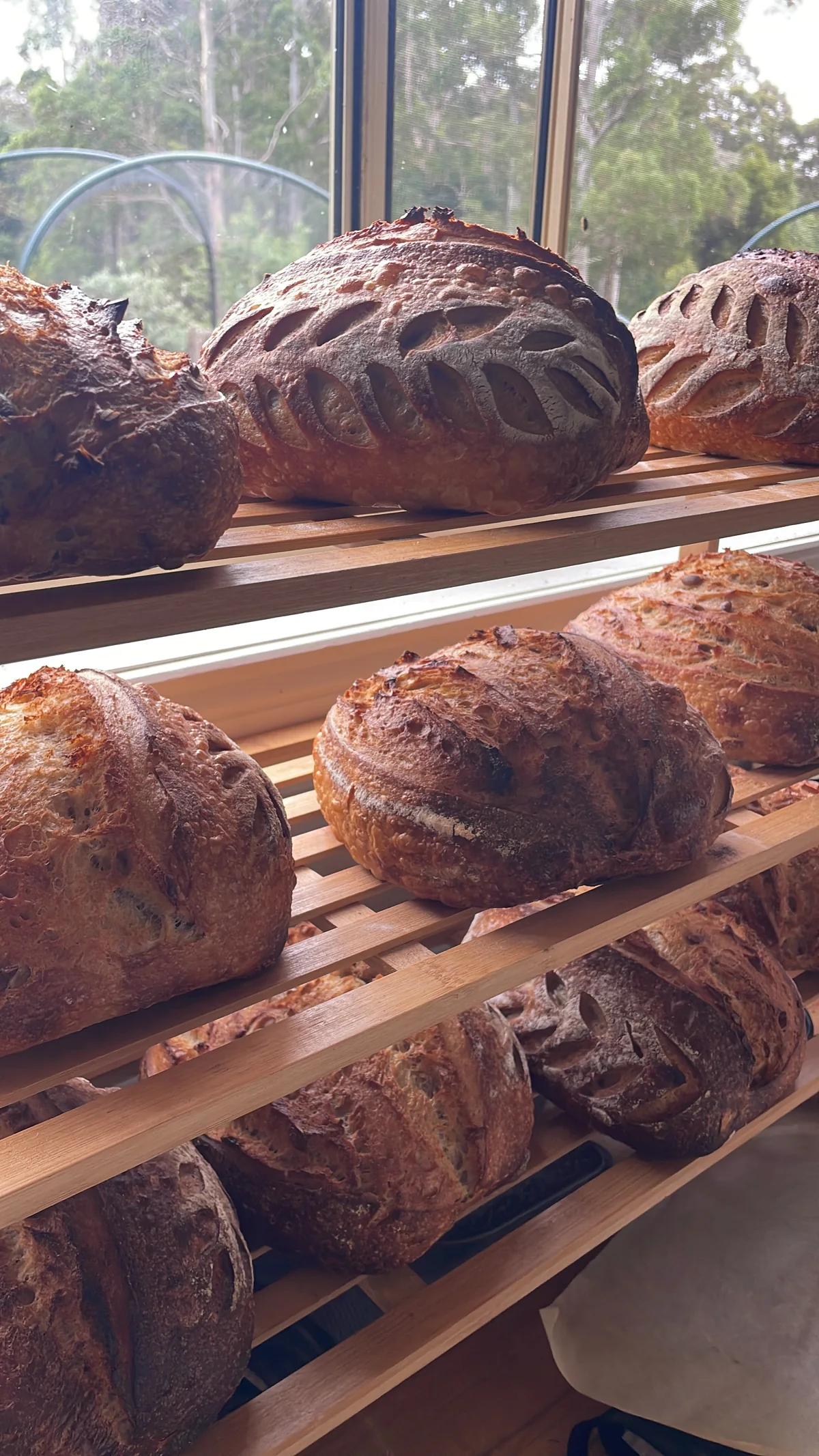 Freshly baked artisan loaves cooling beside a woodland window