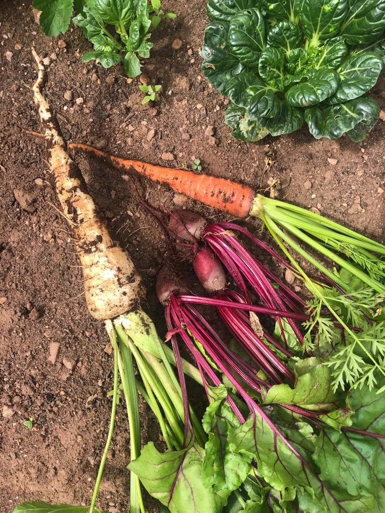 Fresh carrots, beetroot and greens harvested from the Whispering Woods vegetable garden