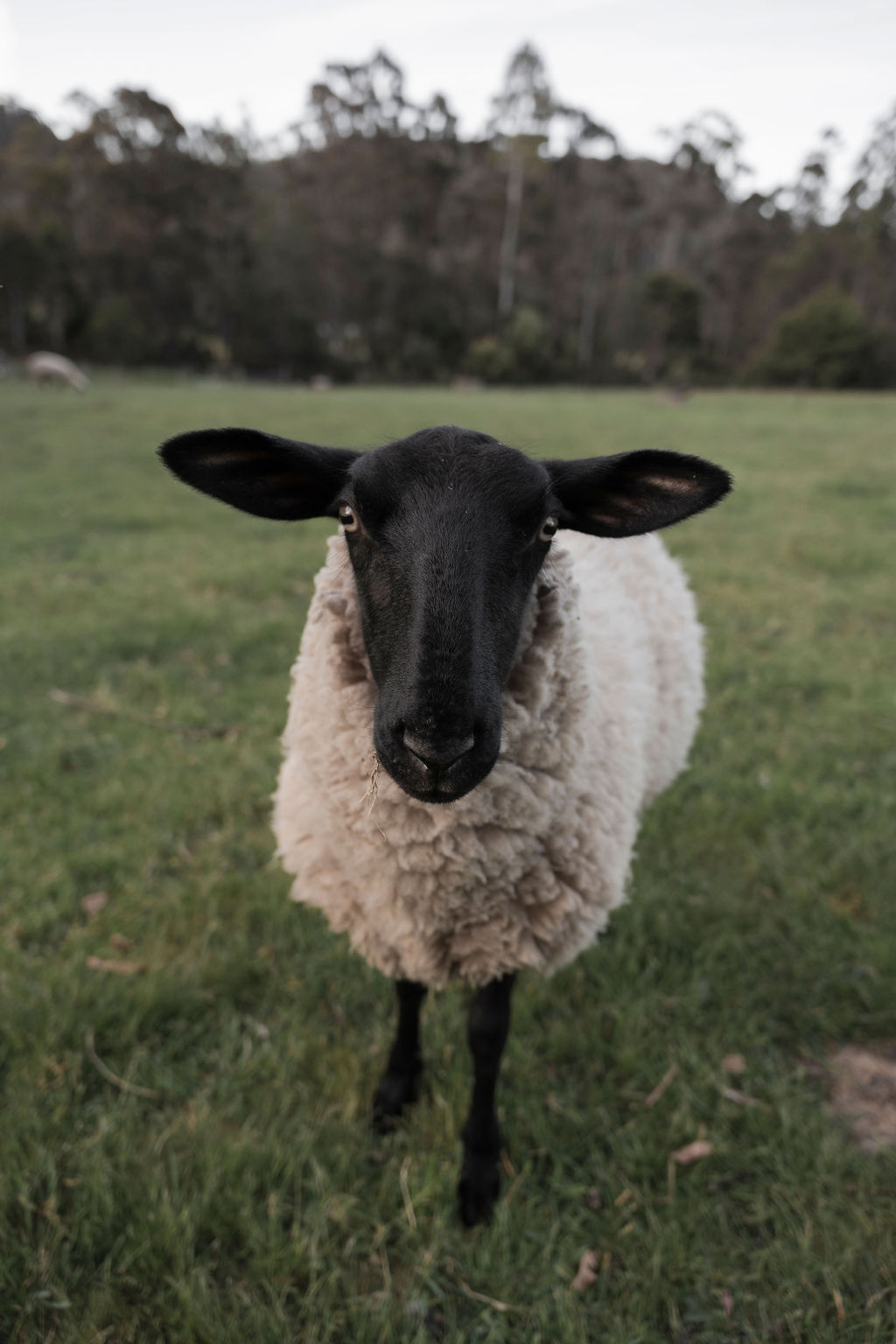 A friendly black-faced sheep at Whispering Woods